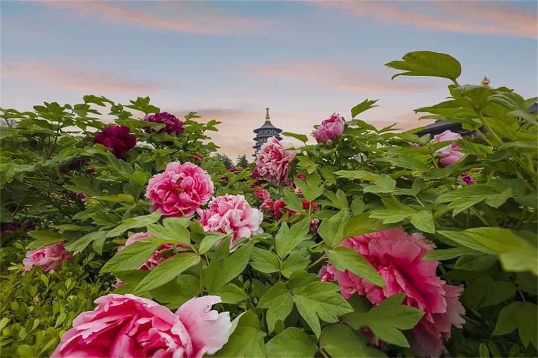 梦之城(中国游) - 官方网站